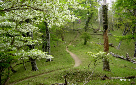 手前にふわっとした白い花が咲いた木々が立ち、周辺を緑に囲まれた大峯山の写真